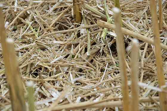 солома ріпакова Ізяслав