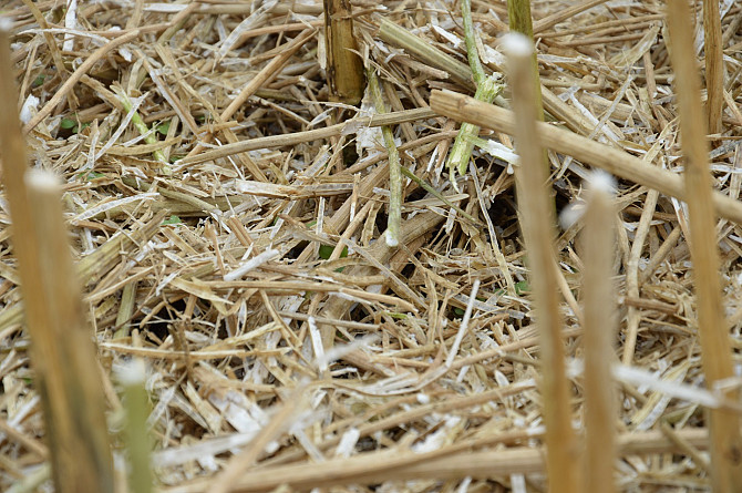 солома ріпакова Ізяслав - зображення 1