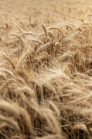 Насіння озимої пшениці Житниця Одеська 1 репродукція Новомосковськ - зображення 1