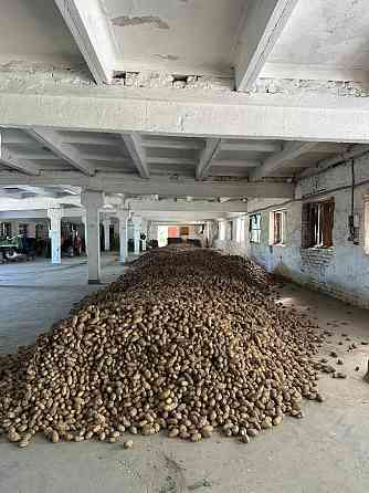 Посадкова картопля Житомир