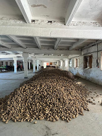 Посадкова картопля Житомир - изображение 2