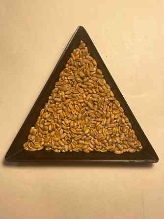 Насіння пшениці ярої МІП Візерунок, перша репродукція Фастів