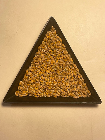 Насіння пшениці ярої МІП Візерунок, перша репродукція Фастів - зображення 3