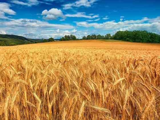 Купуємо зерновідходи, некондицію та побічні продукти Дніпро