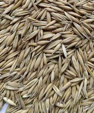 Продам солод (malt) житній, кукурудзяний, вівсяний, ферментований та не ферментований. Львів