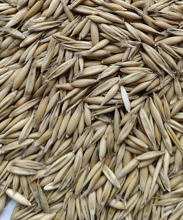 Продам солод (malt) житній, кукурудзяний, вівсяний, ферментований та не ферментований. Львів - зображення 6