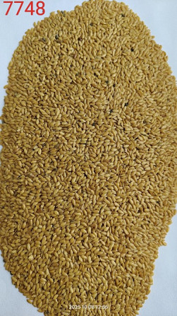 Льон золотистий (жовтий, Linum flavum) насіння, посівний матеріал, сорт- "Голдберг". Одесса - изображение 1