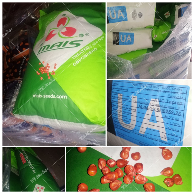 Насіння кукурудзи Таргет ФАО 290 Кропивницкий (Кировоград) - изображение 1