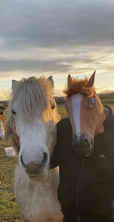 Маска Коня Бо Джека реалистичная эластичная Київ