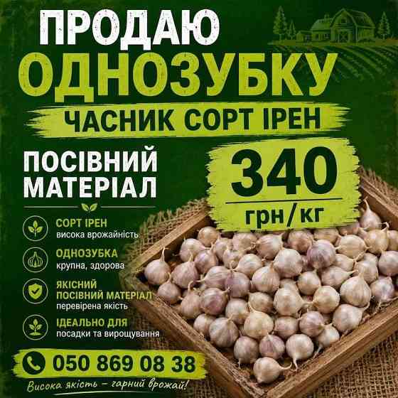Посівний матеріал озимого часнику сорту Ірен Кропивницький