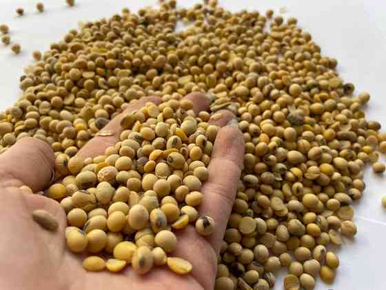 Продам сою оптом | хороші показники якості Броди
