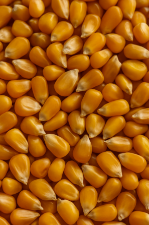 Купляємо кукурудзу в Ізмаїлі! 🌽 Готівка одразу! Ізмаїл