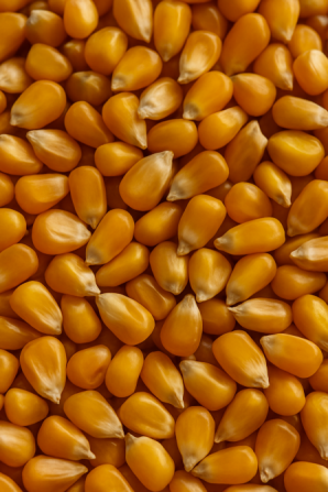 Купляємо кукурудзу в Ізмаїлі! 🌽 Готівка одразу! Ізмаїл - зображення 1