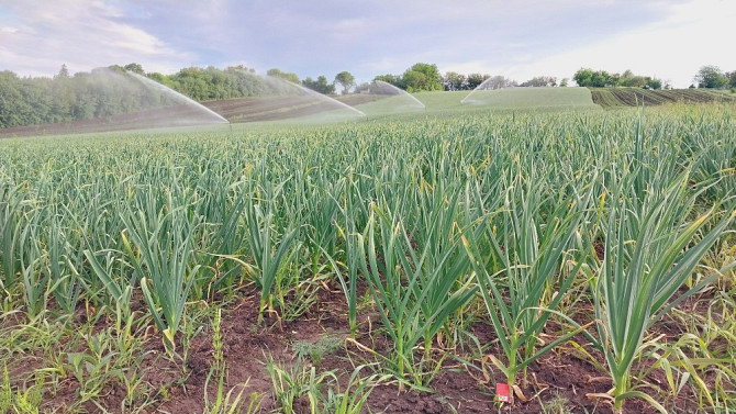 15 тонн ПРОДАМ ЧАСНИК Любаша Молодий Посадковий Озимий Чеснок Молодой Посадочный Garlic Тараща - зображення 3
