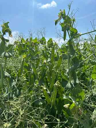 Насіння зеленого гороху Імпульс Тернопіль