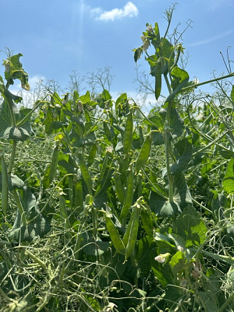 Насіння зеленого гороху Імпульс Тернопіль - зображення 1