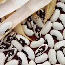 Посівний матеріал квасолі та стабільний ринок збуту Миколаїв - зображення 1