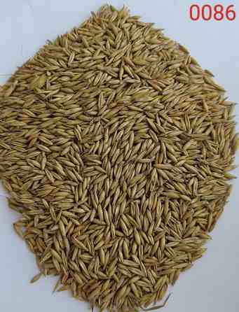 Продам овес- 65т., с/г виробник, форма розрахунку безготівкова з ПДВ. Шостка