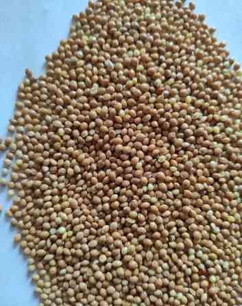 Насіння просо Біла альтанка- 1 репр. Киев