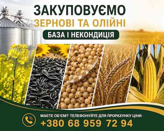 Купуємо зернові та олійні культури будь-якої якості Чернигов