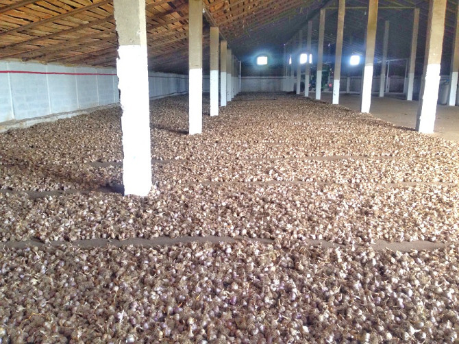 15 тонн ПРОДАМ ЧАСНИК Любаша Молодий Посадковий Озимий Чеснок Молодой Посадочный Garlic Тараща - зображення 6