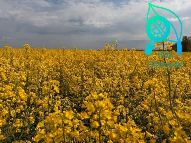 насіння ріпаку озимого під різні технології вирощування Дніпро - зображення 4
