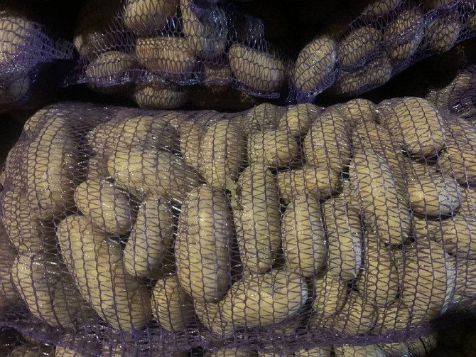 Продам картоплю сорту Гренада Мена - изображение 2