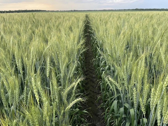 Насіння пшениці ярої МІП Візерунок, еліта Фастів - зображення 1