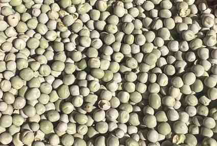 Продам горох зелений- 900 тонн, с/г виробник. Киев