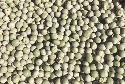 Продам горох зелений- 900 тонн, с/г виробник. Киев - изображение 1