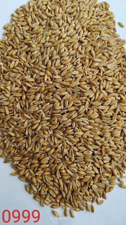 Продам спельту обрушену лущену (лат. Triticum spelta, полба)- 700т. Рівне - зображення 1