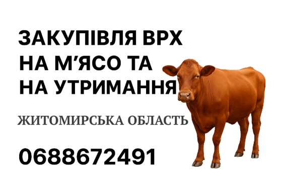 Закупівля ВРХ на м’ясо та на утримання Житомир