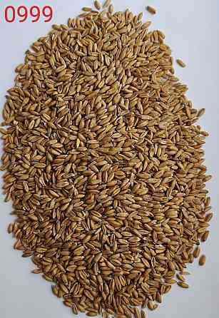 Продам спельту обрушену лущену (лат. Triticum spelta, полба)- 700т. Рівне