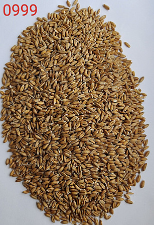 Продам спельту обрушену лущену (лат. Triticum spelta, полба)- 700т. Рівне - зображення 2