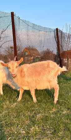 Продаються кізочки Київ