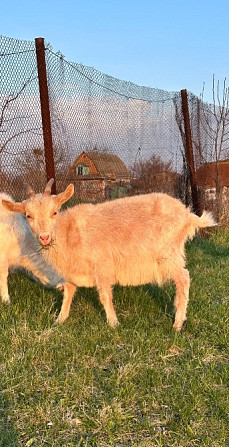 Продаються кізочки Киев - изображение 1