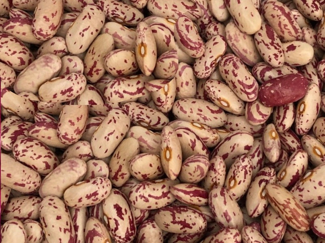 Продаж квасолі. Купити квасолю. Квасоля в наявності Житомир - изображение 1