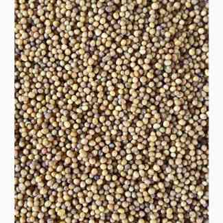 Купуємо гірчицю білу, чорну, жовту. Чернігів