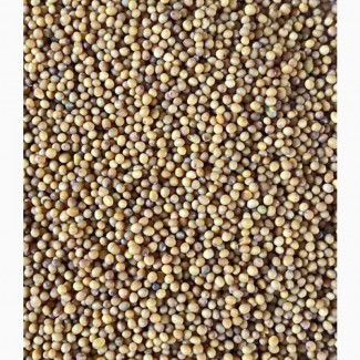 Купуємо гірчицю білу, чорну, жовту. Чернігів - зображення 1