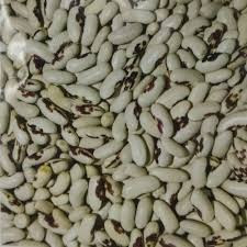 Посівмат квасолі Ред Кідні, Червона Шапочка, Неві Бінс, Пінто Одеса - зображення 1