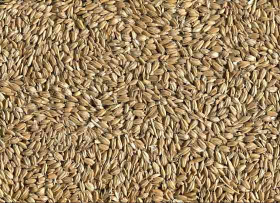 Закуповуємо спельту, полбу (лат. Triticum spelta). Киев