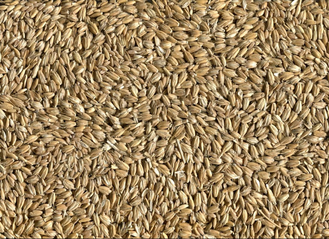 Закуповуємо спельту, полбу (лат. Triticum spelta). Київ - зображення 1