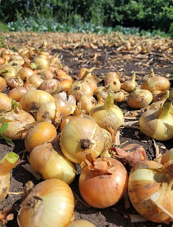 Продам овочі, картоплю, капусту, лук, буряк, моркву по оптовій ціні, доставка Одесса - изображение 1