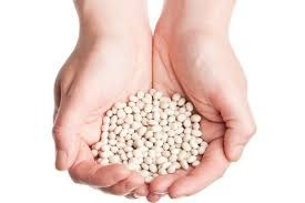 Насіння квасолі. Форвардні контракти. Гарантований викуп врожаю. Луцк - изображение 1