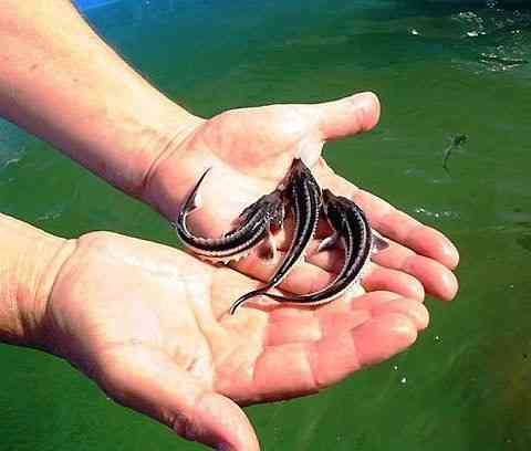 Малек осетра, форель. Ірпінь