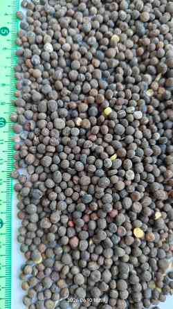 Продам вику озиму (горошок паннонський), сорт- Орлан, 2 репродукція. Біла Церква