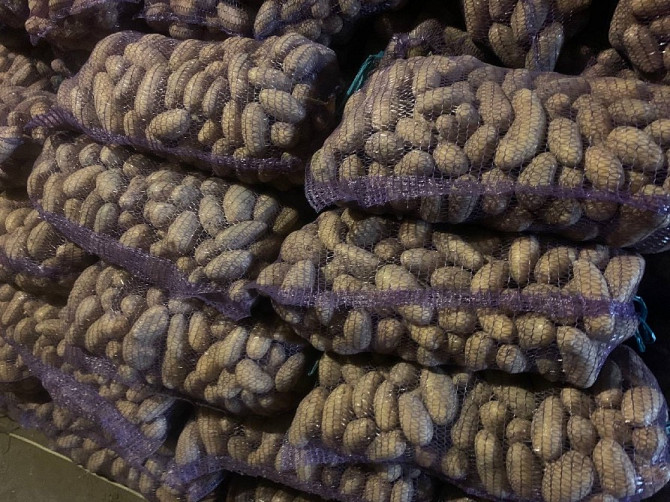 Продам картоплю сорту Гренада Мена - изображение 1