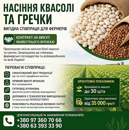Реалізуємо насіння білої квасолі та гречки Полтава - зображення 1
