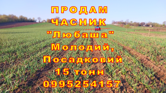 15 тонн ПРОДАМ ЧАСНИК Любаша Молодий Посадковий Озимий Чеснок Молодой Посадочный Garlic Тараща