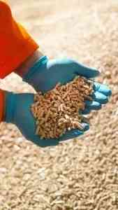 Гранула та пелета з дерева Киев